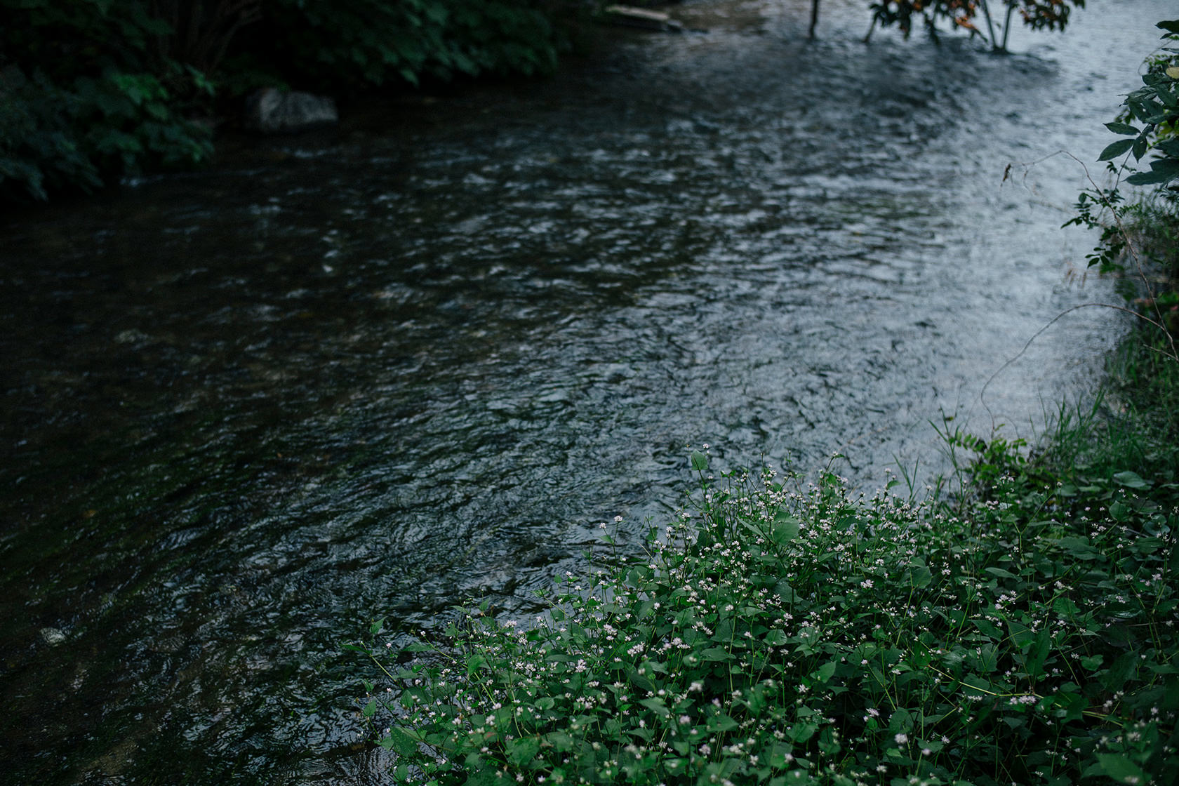 三味洪庵について